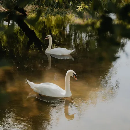 Hotel Quinta Do Pinheiro E Eventos By Grupo Quinta Dos Lagos 4*
