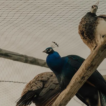 Quinta Do Pinheiro E Eventos By Grupo Quinta Dos Lagos 酒店